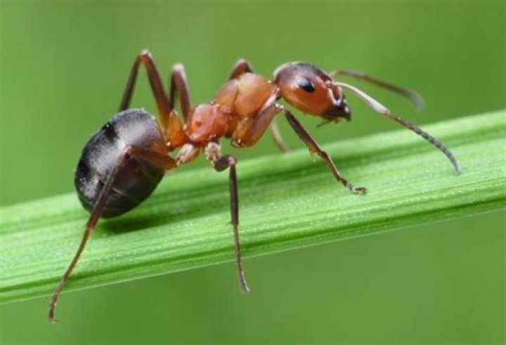 Can ants fart? - Blogsia