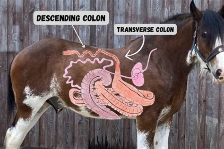 Can horses have popcorn? - SnogBlogy