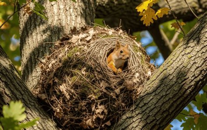 Do squirrels have multiple homes?