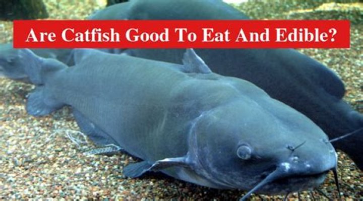 Is catfish good to eat?