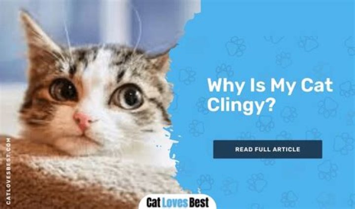 Why is my cat clingy?